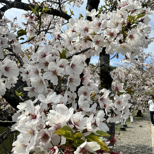 【滋賀】絶景！お城と桜のコラボレーション