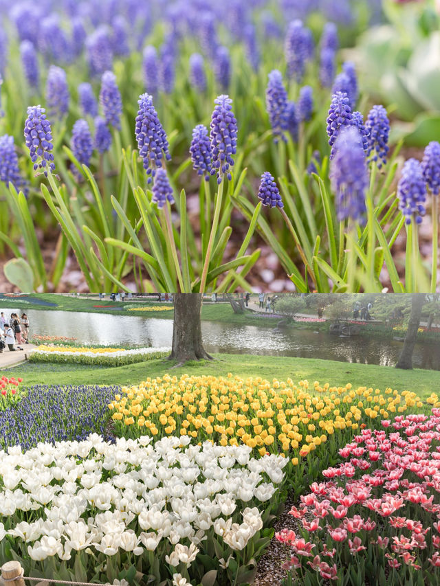 【東京都/立川市】今が見頃！25万株のお花の世界🌷