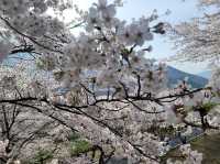 「河東十里櫻花路」：櫻花隧道、夜櫻燈光，南韓必去景點