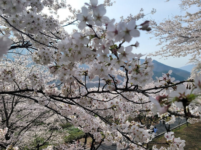 「河東十里櫻花路」：櫻花隧道、夜櫻燈光，南韓必去景點