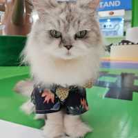 貓癡必去超能貓空間🐱🐈🐈‍⬛
