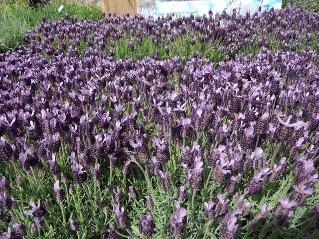ヴィテルボの花祭り