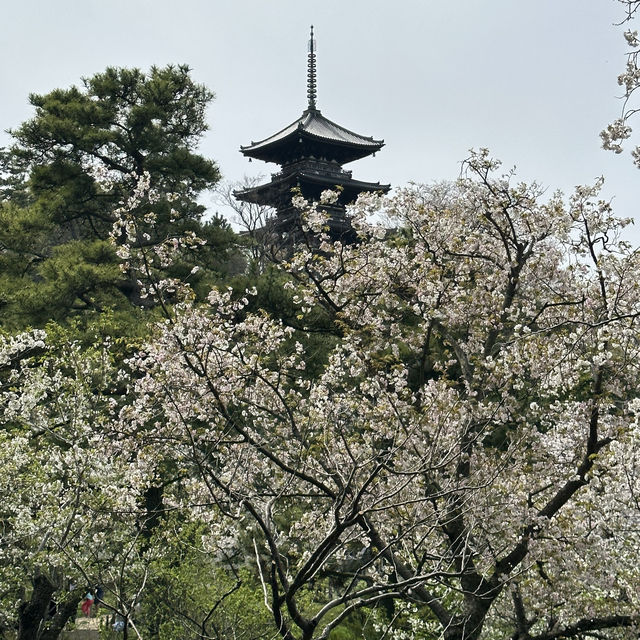 橫浜賞櫻名園