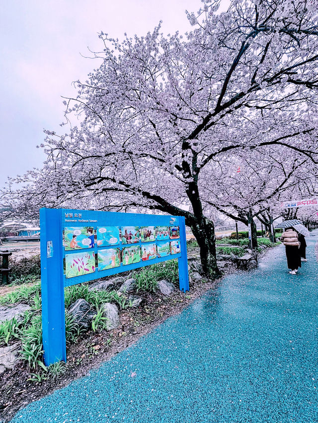 韓国地方旅・全羅北道　韓屋カフェで韓方茶とくつろぐ旅時間