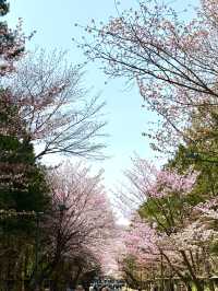 札幌　札幌観光　やっぱり外せない北海道神宮の桜！