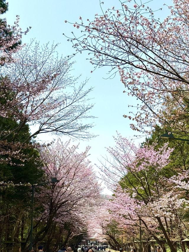 札幌　札幌観光　やっぱり外せない北海道神宮の桜！