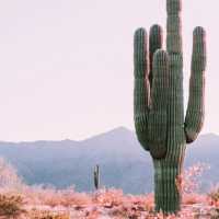 Arizona Desert: An Enchanting Oasis of Natural Wonders