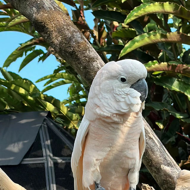 新加坡飛禽公園：奇幻鳥語仙境，無限魅力