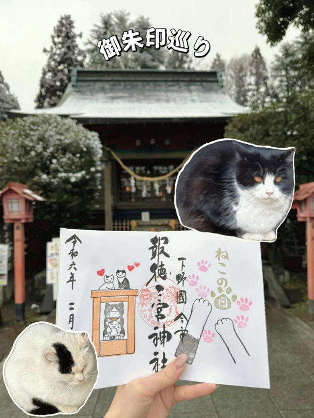 【栃木】猫好きは絶対に行ってほしい🐈かわいい御朱印のある神社