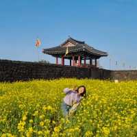 바다까지 보이는 제주도 유채꽃 명소 총정리🌼