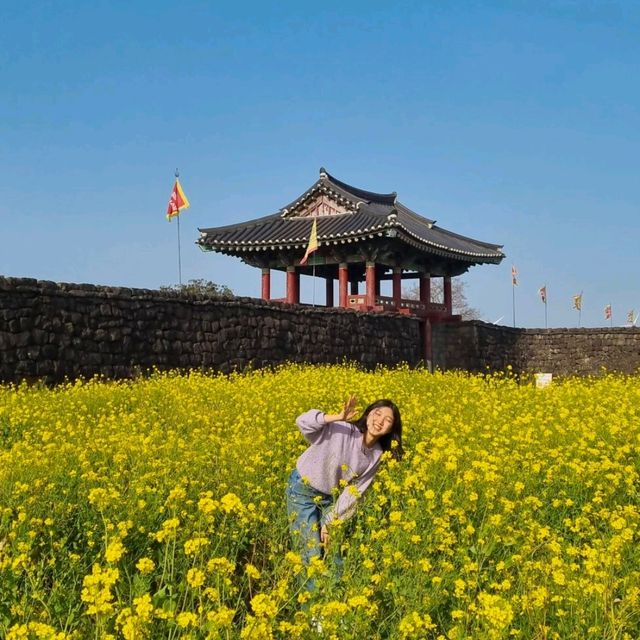 바다까지 보이는 제주도 유채꽃 명소 총정리🌼