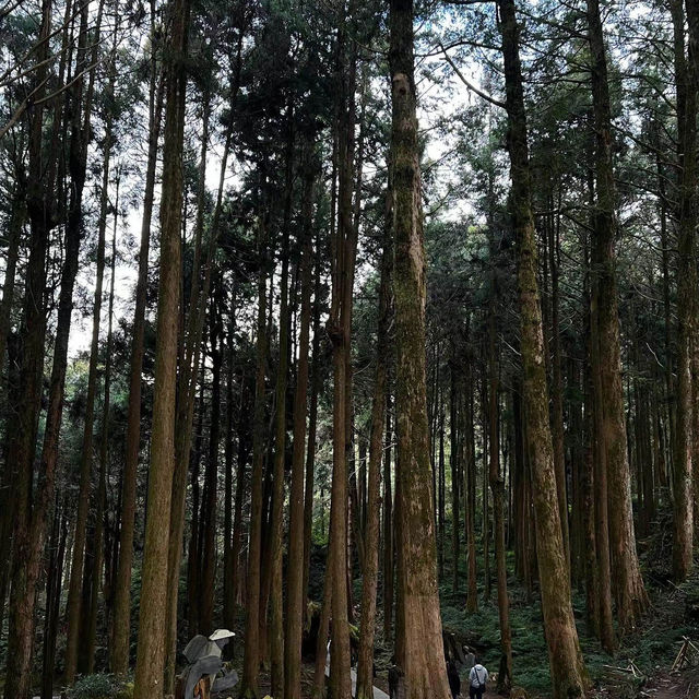 七星山步道🎄壯闊峰景