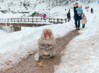 Cute Snow Monkeys at Snow Monkey Park, Nagano, Japan 🇯🇵