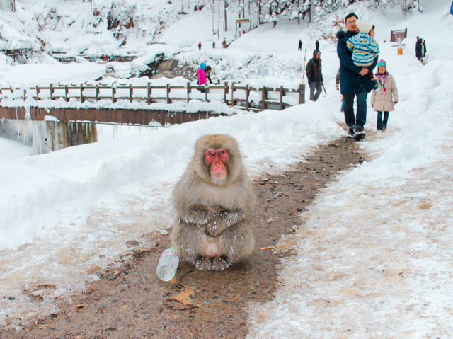 Cute Snow Monkeys at Snow Monkey Park, Nagano, Japan 🇯🇵