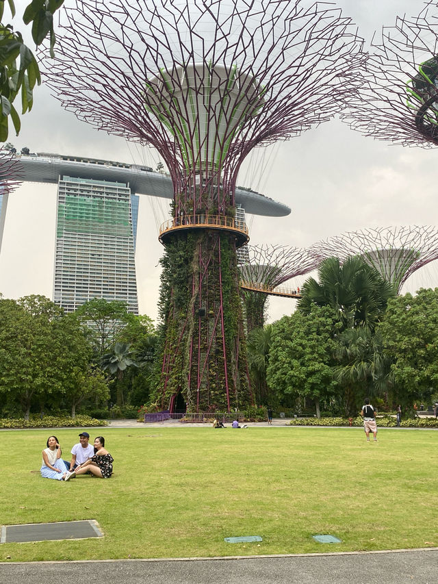 🇸🇬 Supertree Grove at Gardens by the Bay: A Futuristic Botanical Experience