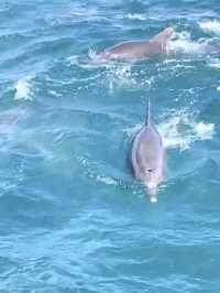 【天草観光】イルカに会える可能性90%以上🐬天草イルカウォッチング🐬