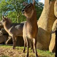 廣州動物園：珍稀動物，放鬆心情的理想去處