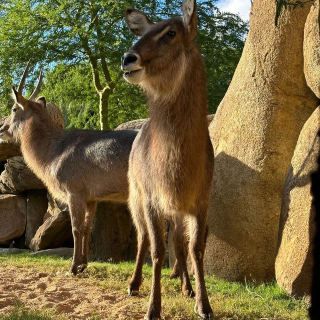 廣州動物園：珍稀動物，放鬆心情的理想去處