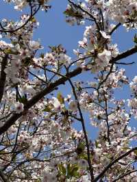 福岡後花園～終於見到油菜花田