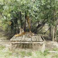Wild Adventures and Wonder: Kanchanaburi Safari Delights!