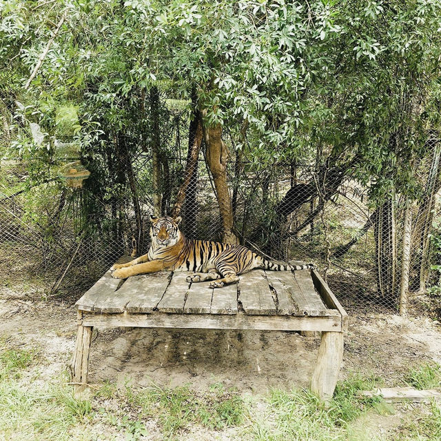 Wild Adventures and Wonder: Kanchanaburi Safari Delights!