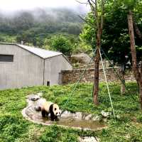 臥龍中華大熊貓苑神樹坪基地