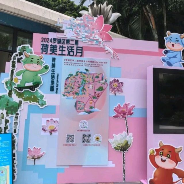 ✨深圳荷花賞~洪湖公園✨