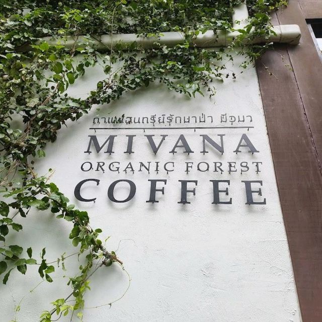 MiVana Coffee คาเฟ่ป่าในเมือง