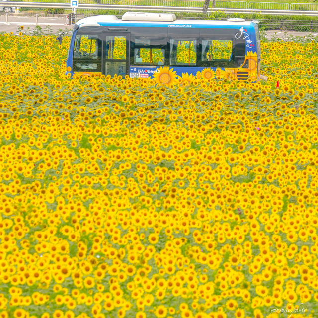 \無料/絶景40万本のひまわり畑🌻✨らんらんバス時刻表付き🚎🌻iPhone撮影も最後にあるよ📱🌻