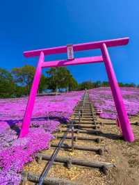 さすが北海道のスケール感！ひがしもこと芝桜公園