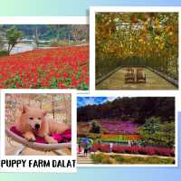 Pet Lover's Paradise: Puppy Farm Da Lat