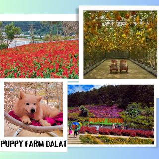 Pet Lover's Paradise: Puppy Farm Da Lat