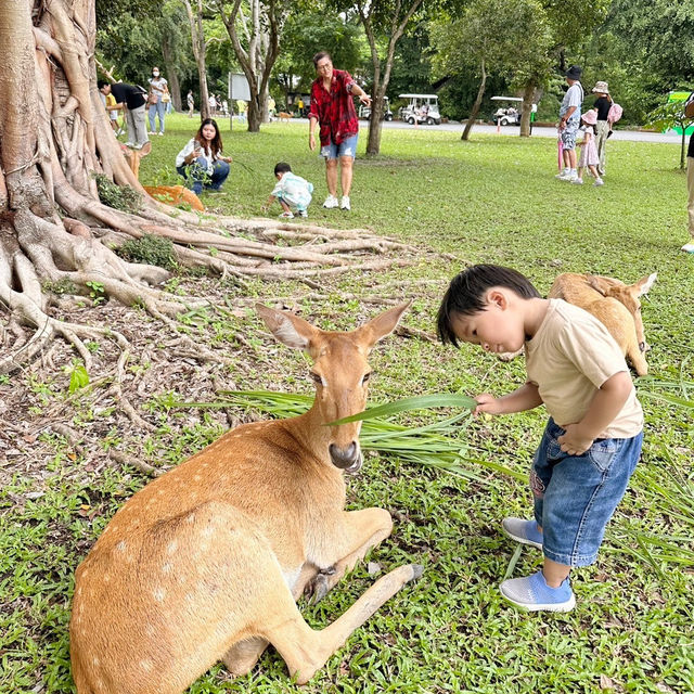 สวนสัตว์เปิดเขาเขียว 🌳 🐘🐒🦒🦓🦏🦜 🌳