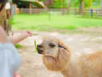AlpacaHill 🦙 สวนสัตว์ใจกลางหุบเขา #สวนผึ้ง