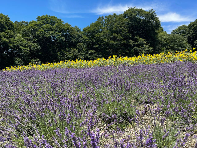 【群馬】玉原高原：關東都有薰衣草田