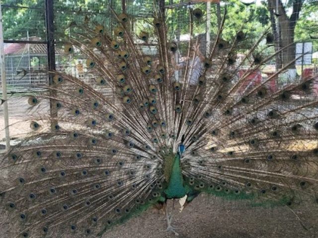 Ladang Burung Unta Perlis (Ostrich Farm