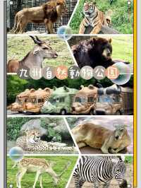 九州自然動物公園-坐可愛「叢林巴士」，與野生猛獸零距離接觸