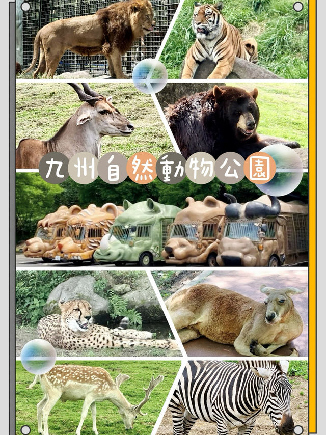 九州自然動物公園-坐可愛「叢林巴士」，與野生猛獸零距離接觸