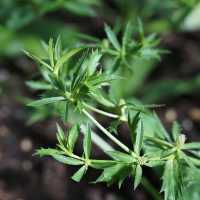 劍橋大學植物園🛟全面瞭解大自然的鬼斧神工
