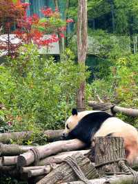 🇨🇳Spot the cutest creature on Earth in the forest!