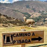 Journey Through Peru’s Sacred Valley with a Local Guide