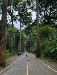 ถนนต้นยาง | เชียงดาว 🛻🛣️🌳🍃