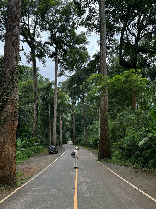 ถนนต้นยาง | เชียงดาว 🛻🛣️🌳🍃