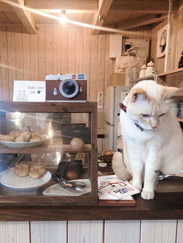 【福岡カフェ】