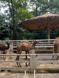 ซาฟารีเวิลด์: ตื่นตาตื่นใจกับสัตว์ต่าง ๆ 🦒✨️