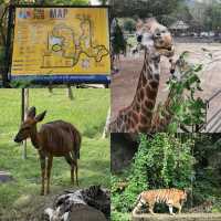 泰國動物園🦏🦒🦛🐘🦘🦥🦙🐅🐒🦓🦓