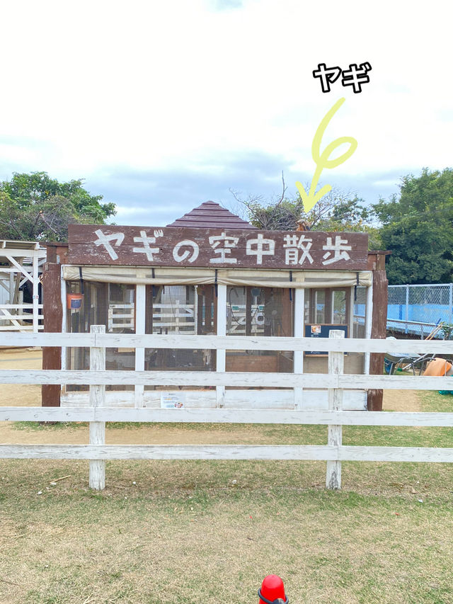 【淡路島】アルパカのラアル君にチューはしてもらえませんでした