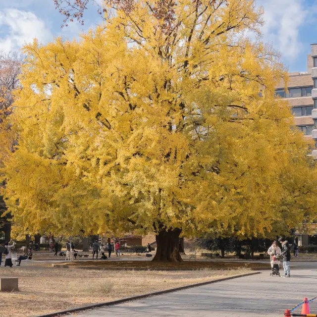 Places to Visit in Autumn: The University of Tokyo