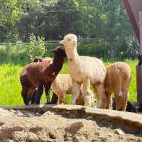 Journey to Tranquility: Explore Nami Island, Ride the Rails, and Meet Alpacas!