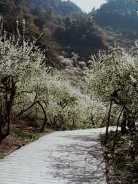 The plum blossom season in Moc Chau, Vietnam